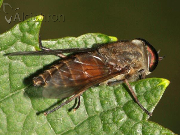 Tabanus tergestinus