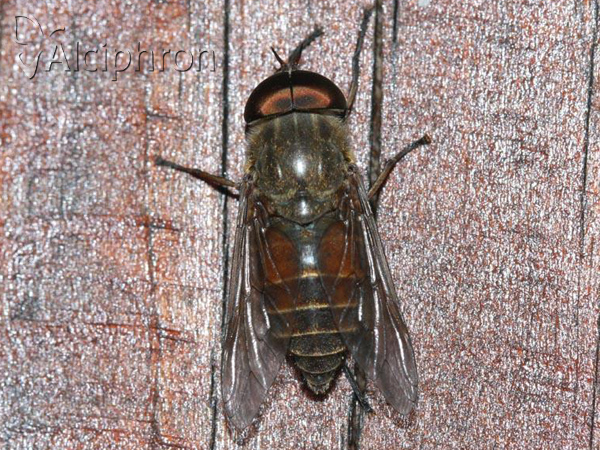 Tabanus tergestinus