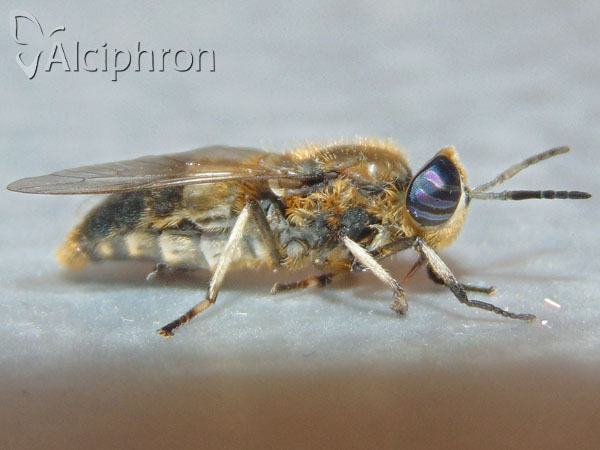 Heptatoma pellucens