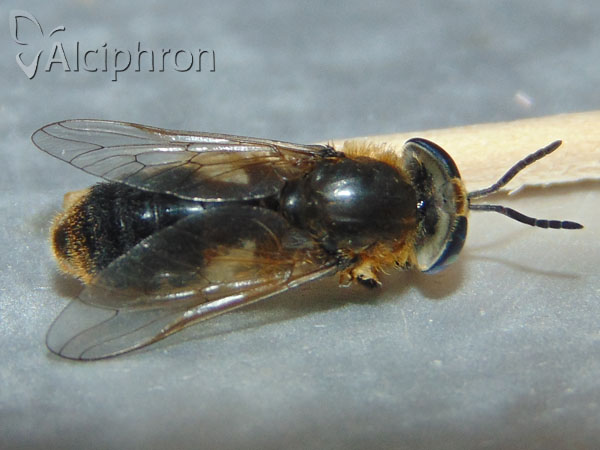 Heptatoma pellucens