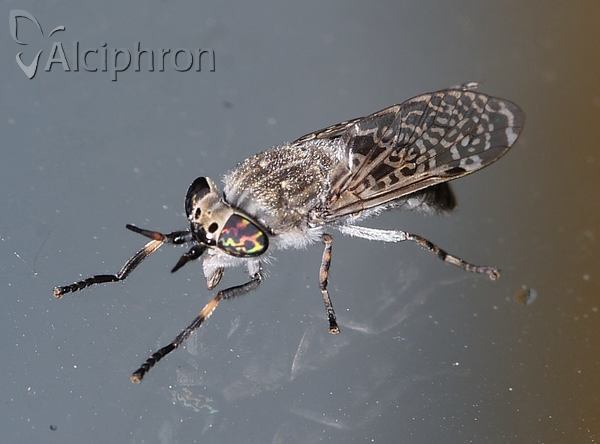 Haematopota pluvialis