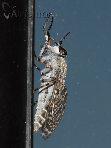 Haematopota pluvialis