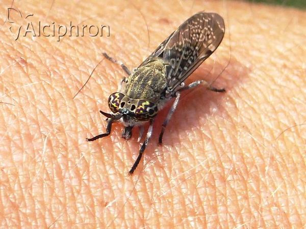 Haematopota pluvialis