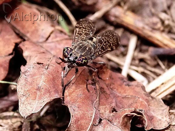 Haematopota pluvialis