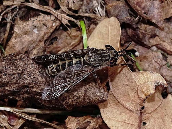 Haematopota pluvialis
