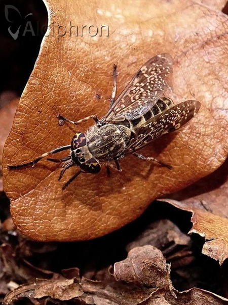 Haematopota pluvialis
