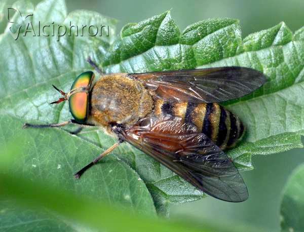 Philipomyia aprica