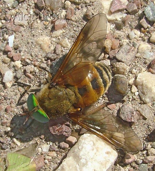 Philipomyia graeca