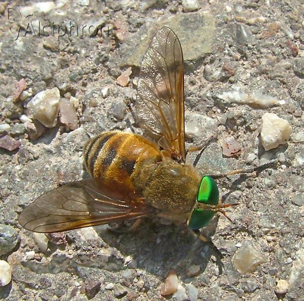 Philipomyia graeca