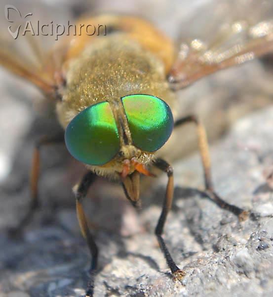 Philipomyia graeca