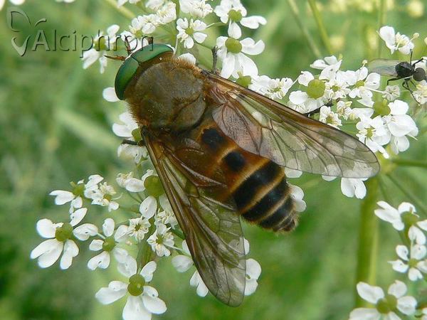 Philipomyia graeca