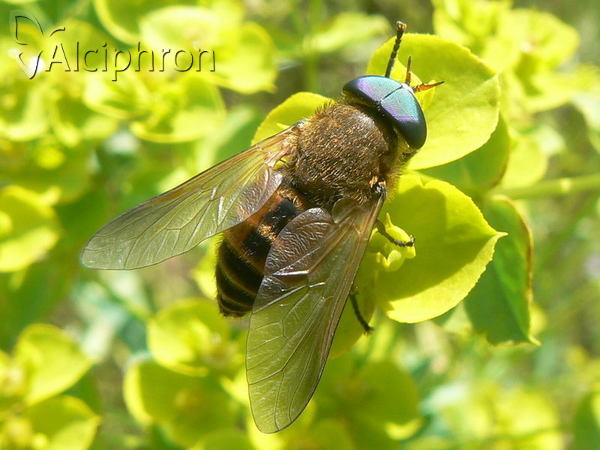 Philipomyia graeca