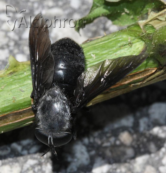 Dasyrhamphis ater