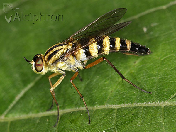 Thereva aurata