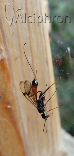 Pristaulacus gloriator