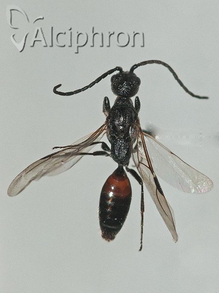 Pristocera depressa