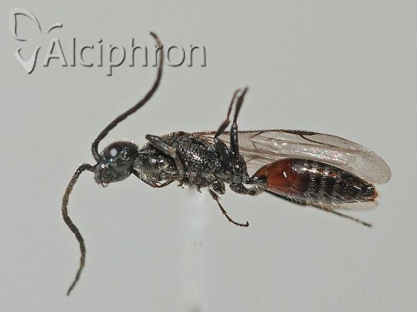 Pristocera depressa