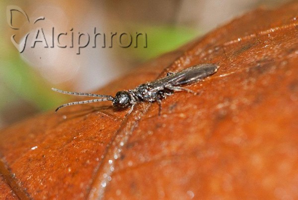 Pristocera depressa