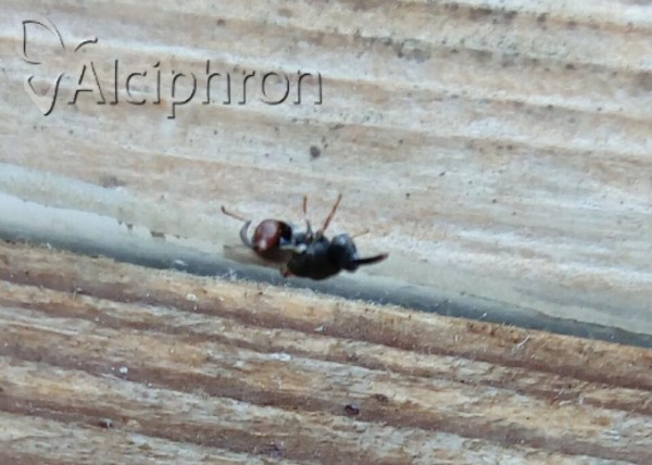 Brachymeria podagrica