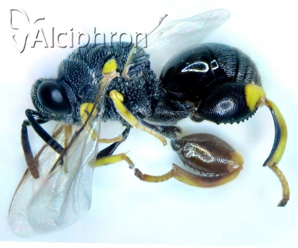 Brachymeria tibialis