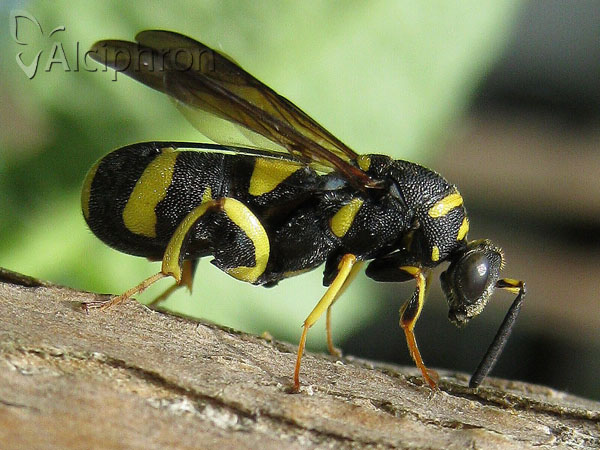 Leucospis dorsigera