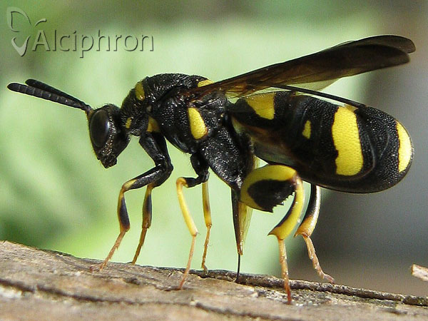 Leucospis dorsigera