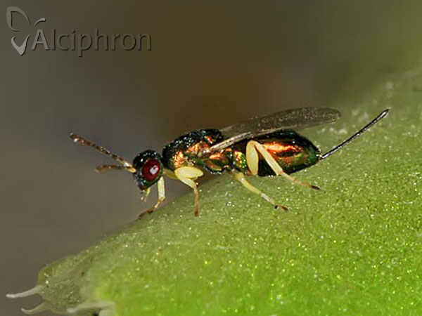 Torymus pulchellus