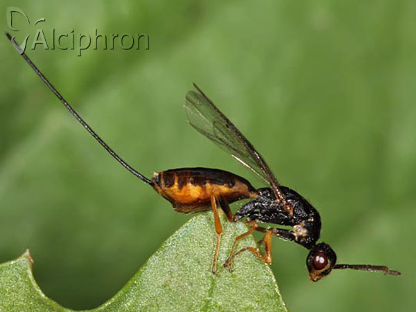 Megastigmus suspectus