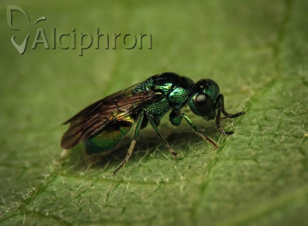 Pseudomalus auratus