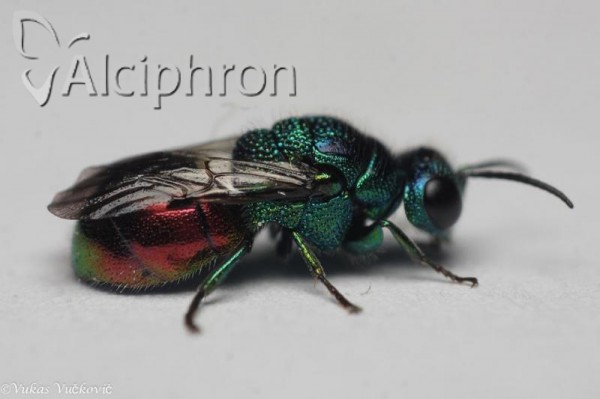 Pseudomalus triangulifer