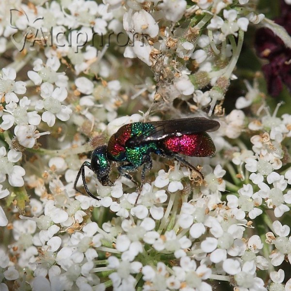 Holopyga chrysonota