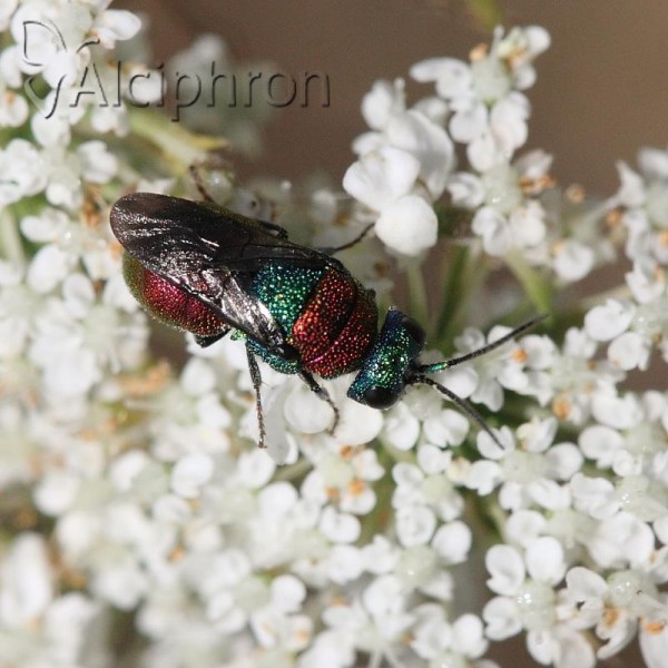 Holopyga chrysonota