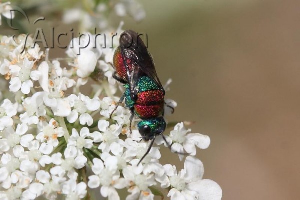 Holopyga chrysonota