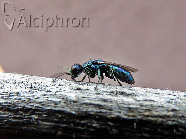 Trichrysis cyanea