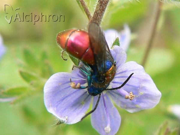 Chrysura dichroa