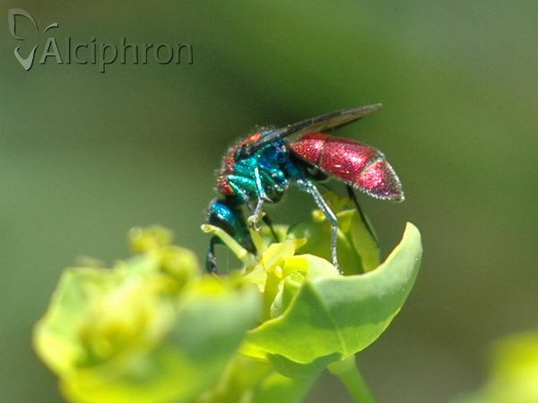 Chrysura dichroa