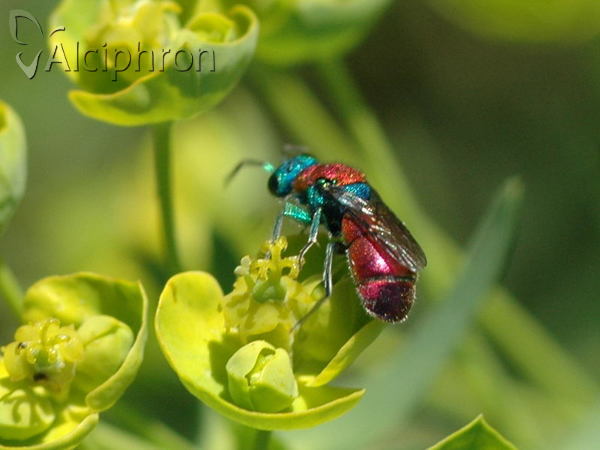 Chrysura dichroa