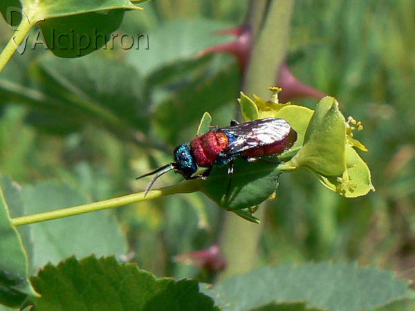 Chrysura dichroa