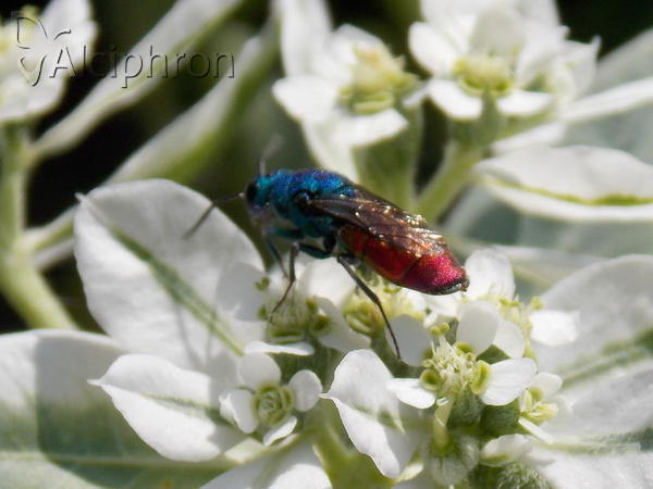 Chrysura refulgens