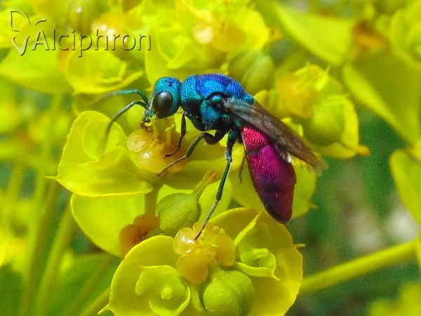 Chrysura refulgens