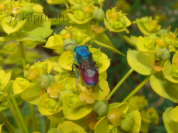 Chrysura refulgens