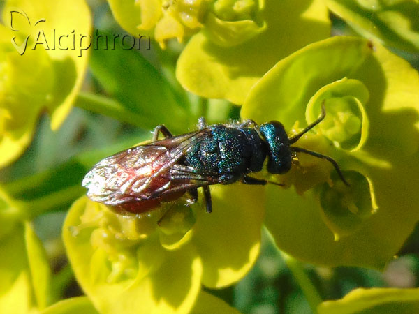 Chrysura trimaculata