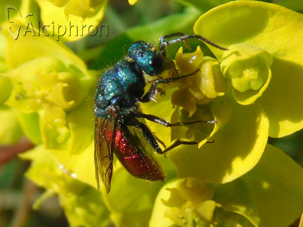Chrysura trimaculata