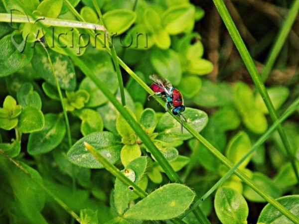 Chrysis angustifrons