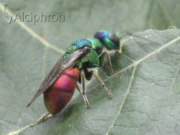 Chrysis ignita