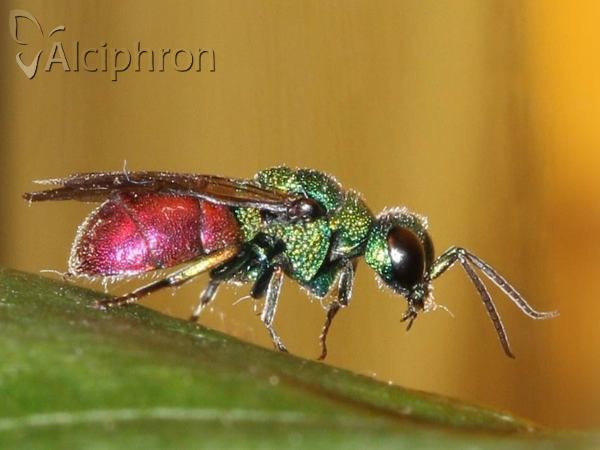 Chrysis ignita