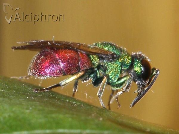 Chrysis ignita