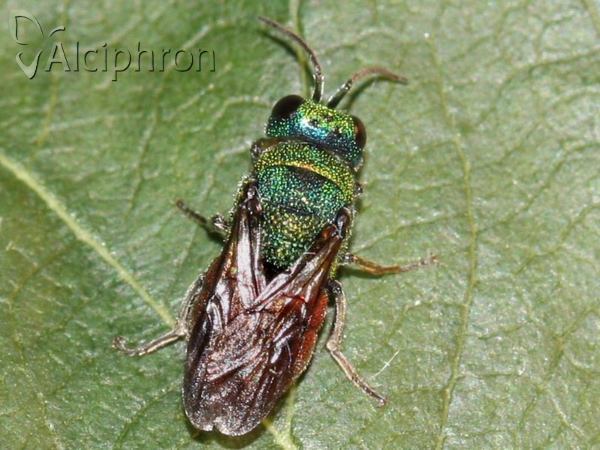 Chrysis ignita