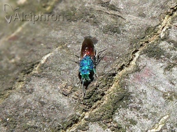 Chrysis ignita