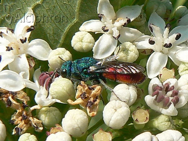 Chrysis ignita